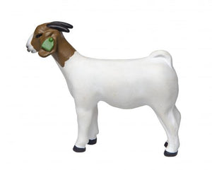 Little Buster Boer Doe Goat