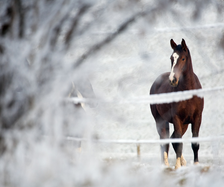 Winter Wellness: 7 Essentials for You and Your Horse