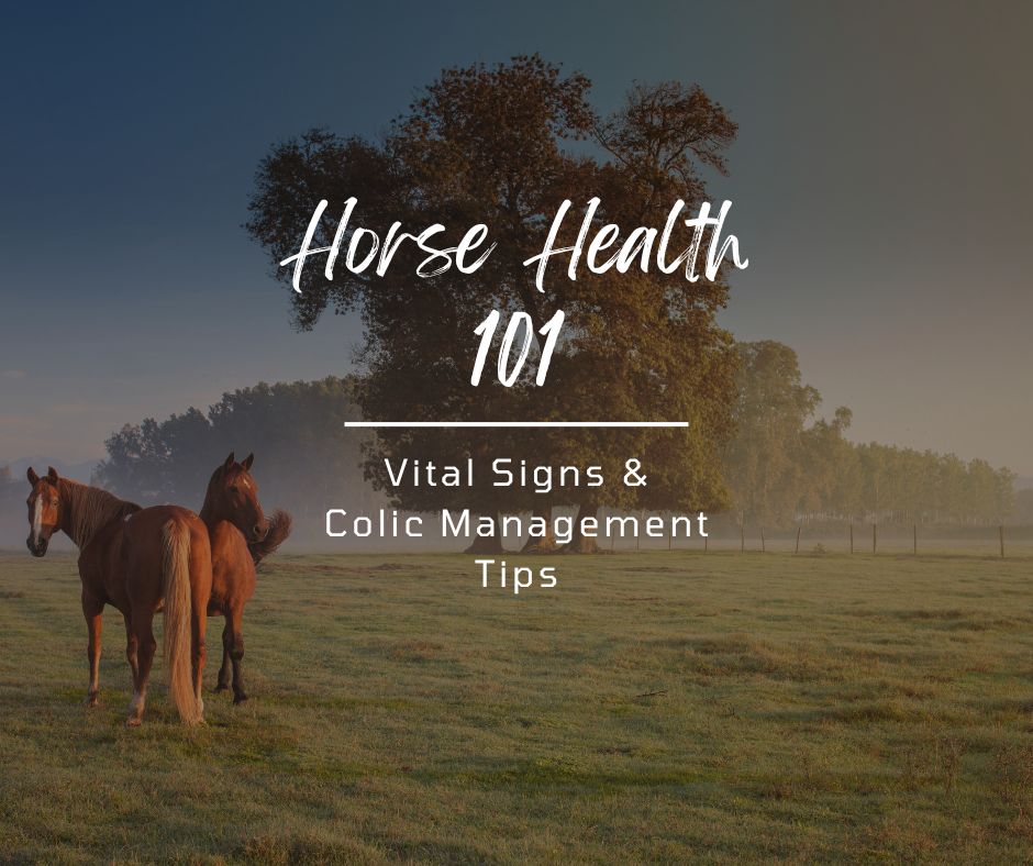 Horse Health 101: Vital Signs and Colic Management Tips