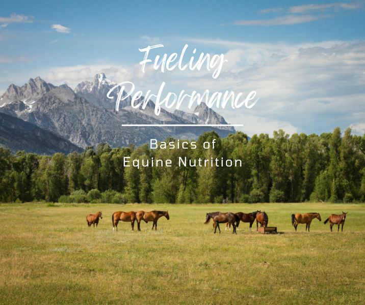 Fueling Performance: Basics of Equine Nutrition