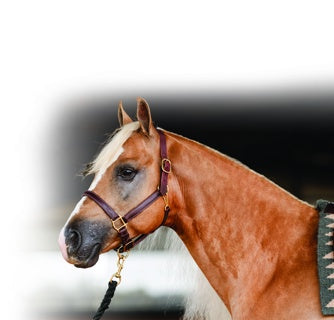 Professional's Choice Turn Out Halter