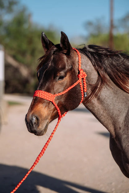 Special C Muletape Brute Halter w/ Lead