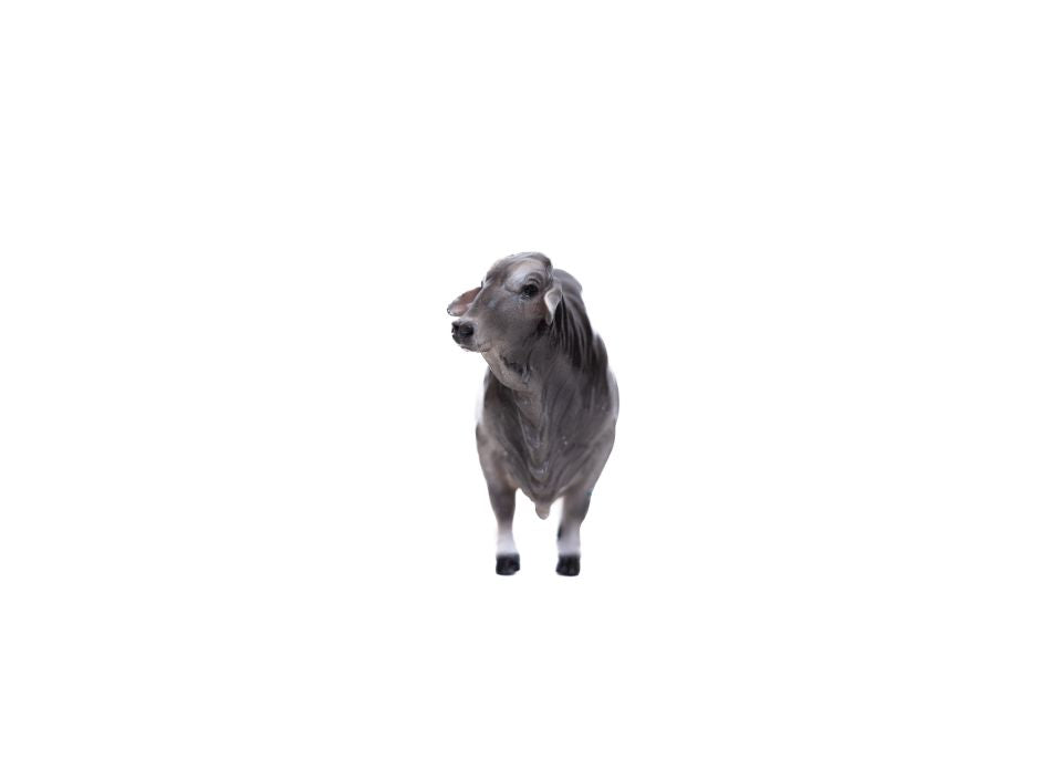 Little Buster Brahman Bull