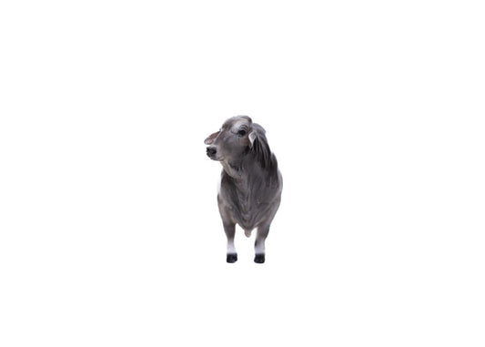 Little Buster Brahman Bull