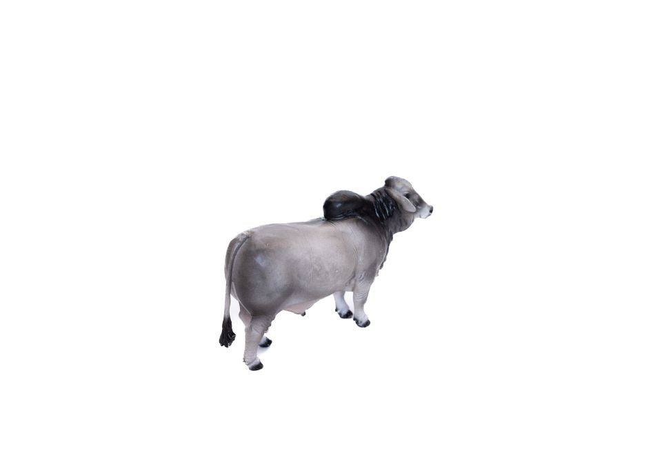 Little Buster Brahman Bull