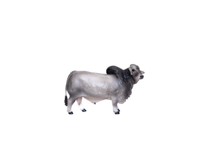 Little Buster Brahman Bull
