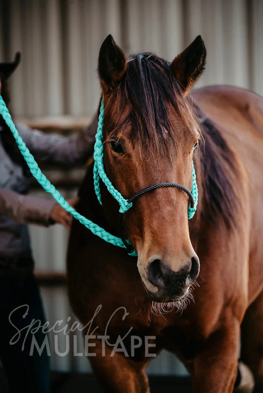 Special C Muletape Lariat Halter w/ Lead