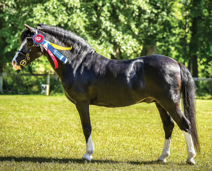 Breyer Traditional Series "Welsh Pony Mare and Foal | Nistar Blazing Kansas LOM & GTF Blazing Ethel"