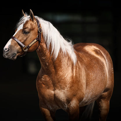 Solo Select SoGlo Equine Whitening Shampoo - 32 oz