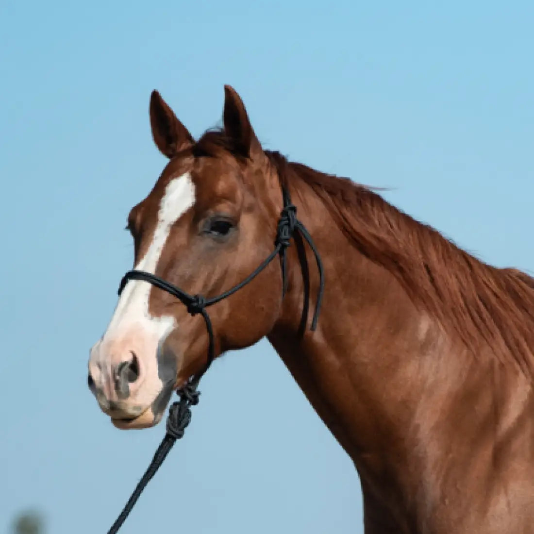 Classic Equine Rope Halter and 9’ Lead Rope Black Halter