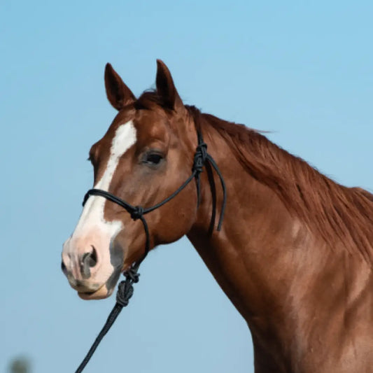 Classic Equine Rope Halter and 9’ Lead Rope Black Halter