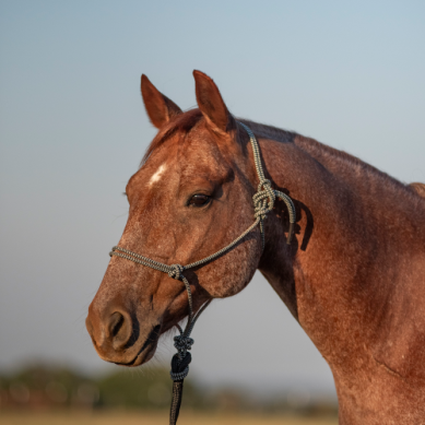 Classic Equine Rope Halter and 9' Lead Rope