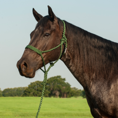 Cashel Flat Braid Halter