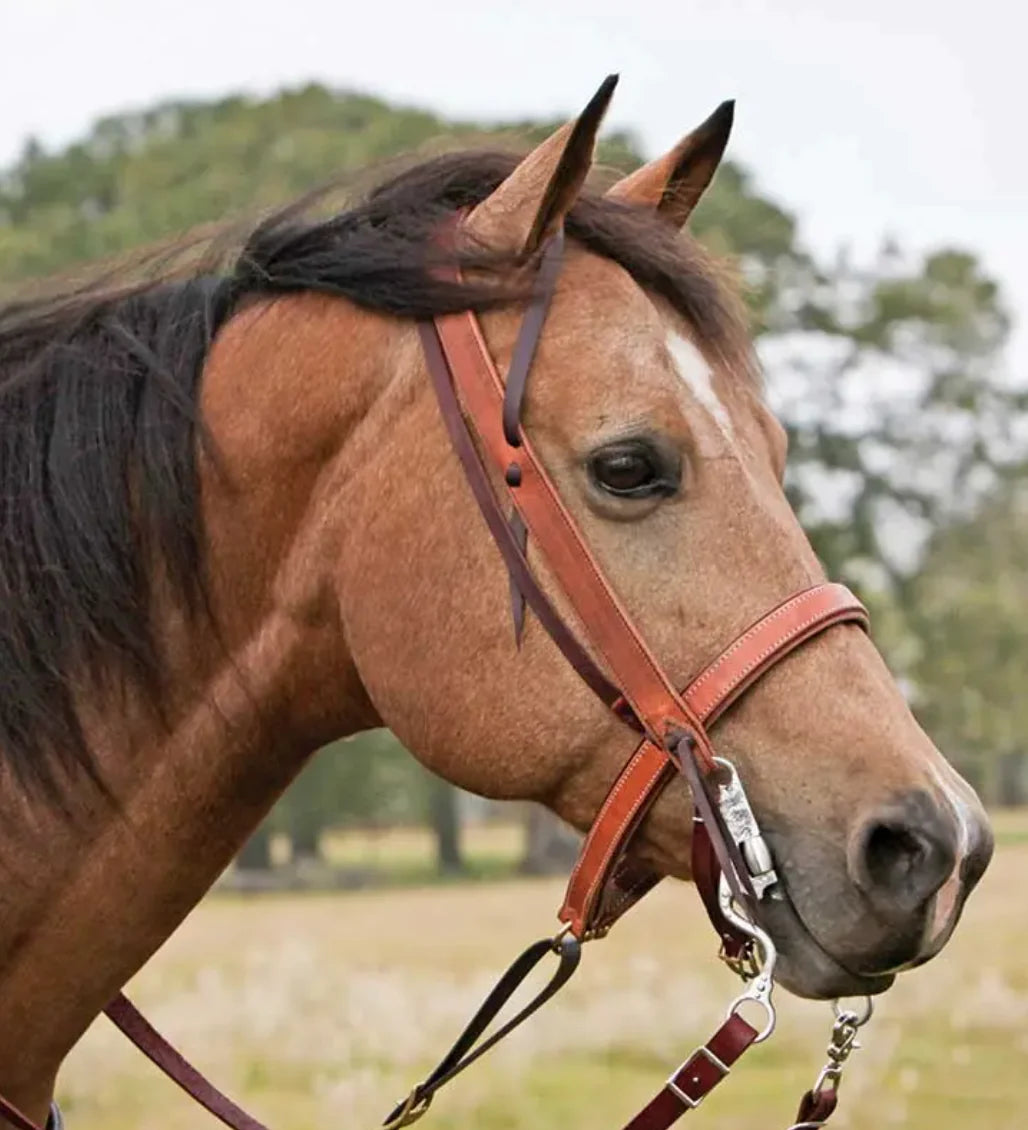 Cowboy Tack Headstalls & Noseband - Harness Leather