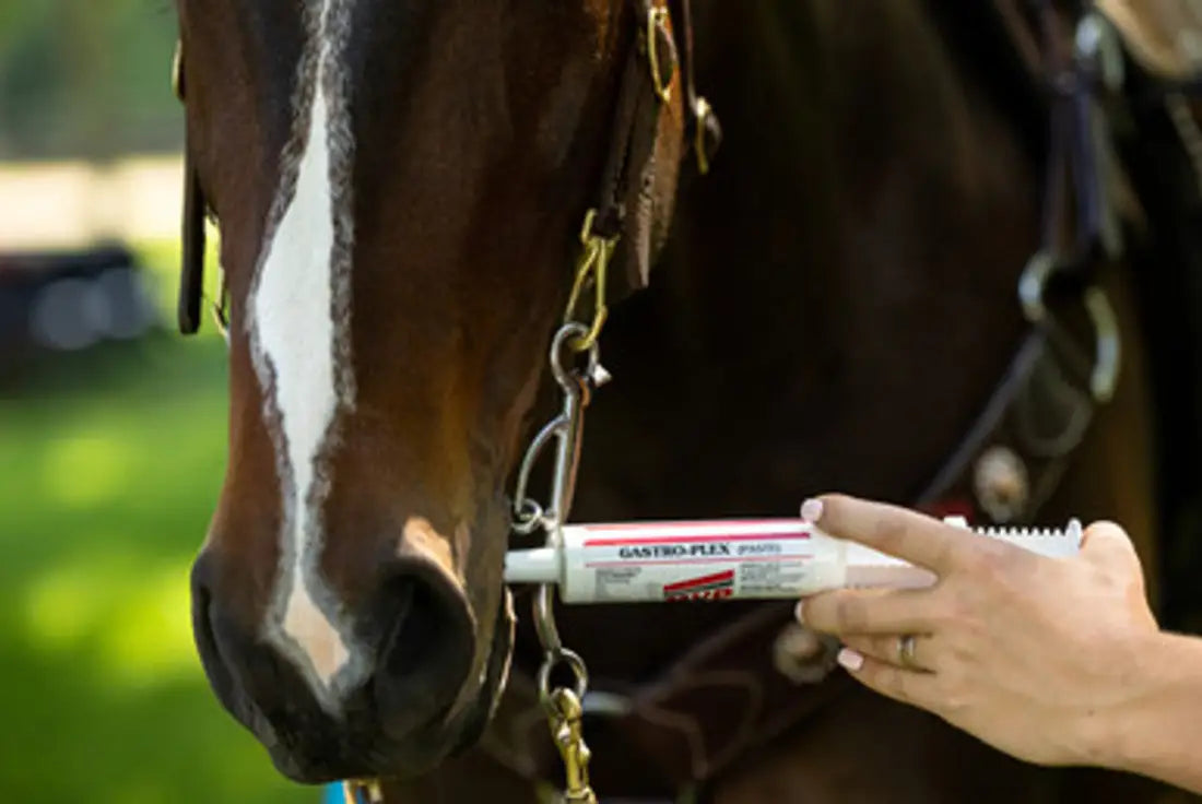 MVP Gastro-Plex Paste Equine Supplement