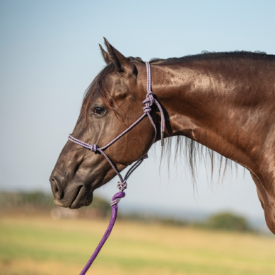 Classic Equine Rope Halter and 9' Lead Rope