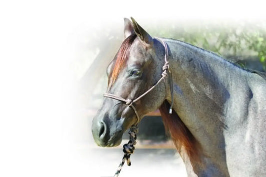 Professional’s Choice Halter with 10’ Lead Halter
