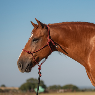 Classic Equine Rope Halter and 9' Lead Rope