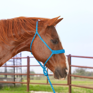 Classic Equine Colored Mule Tape Halter with Lead