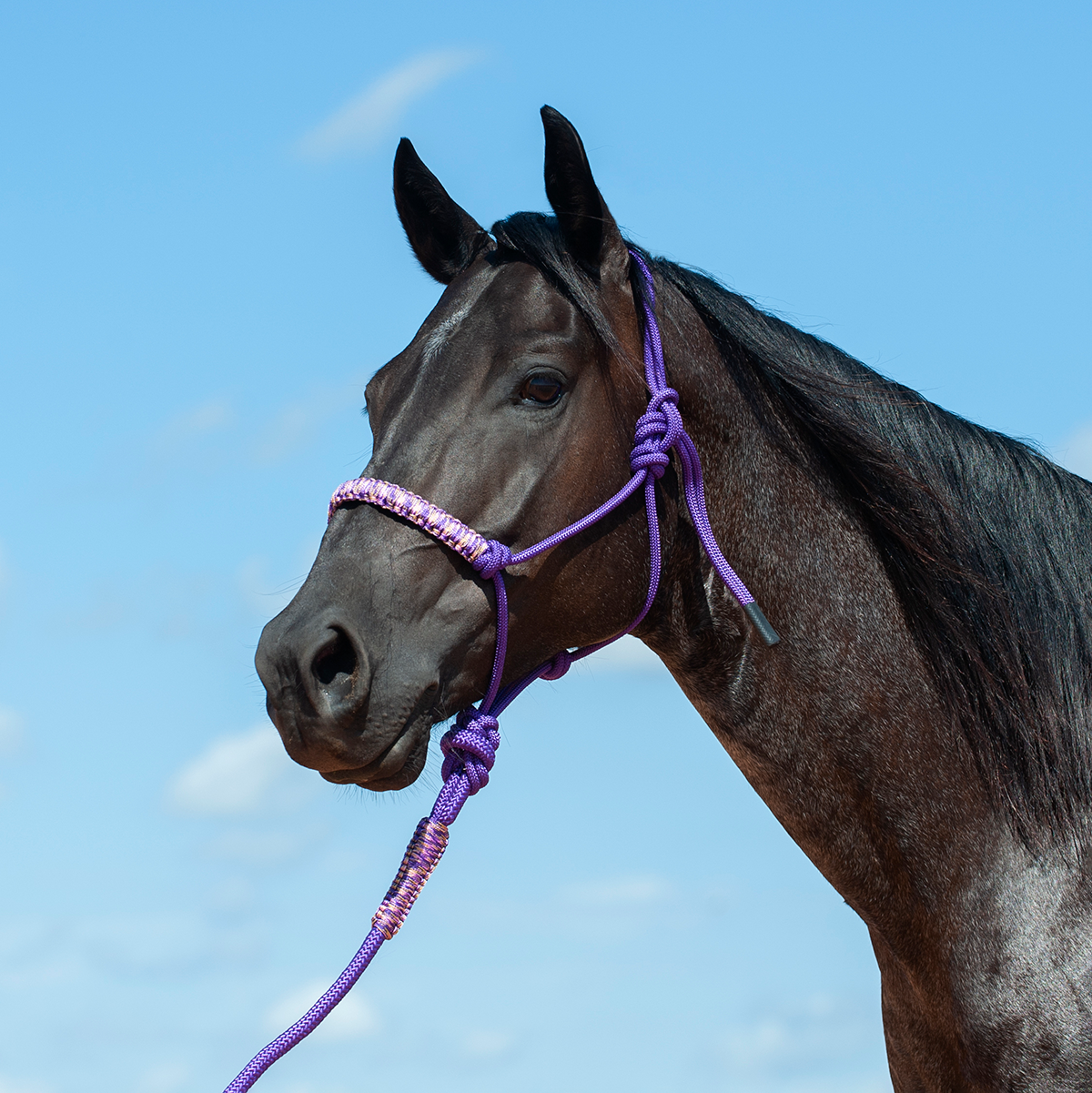 Cashel Braided Rope Nose Halter