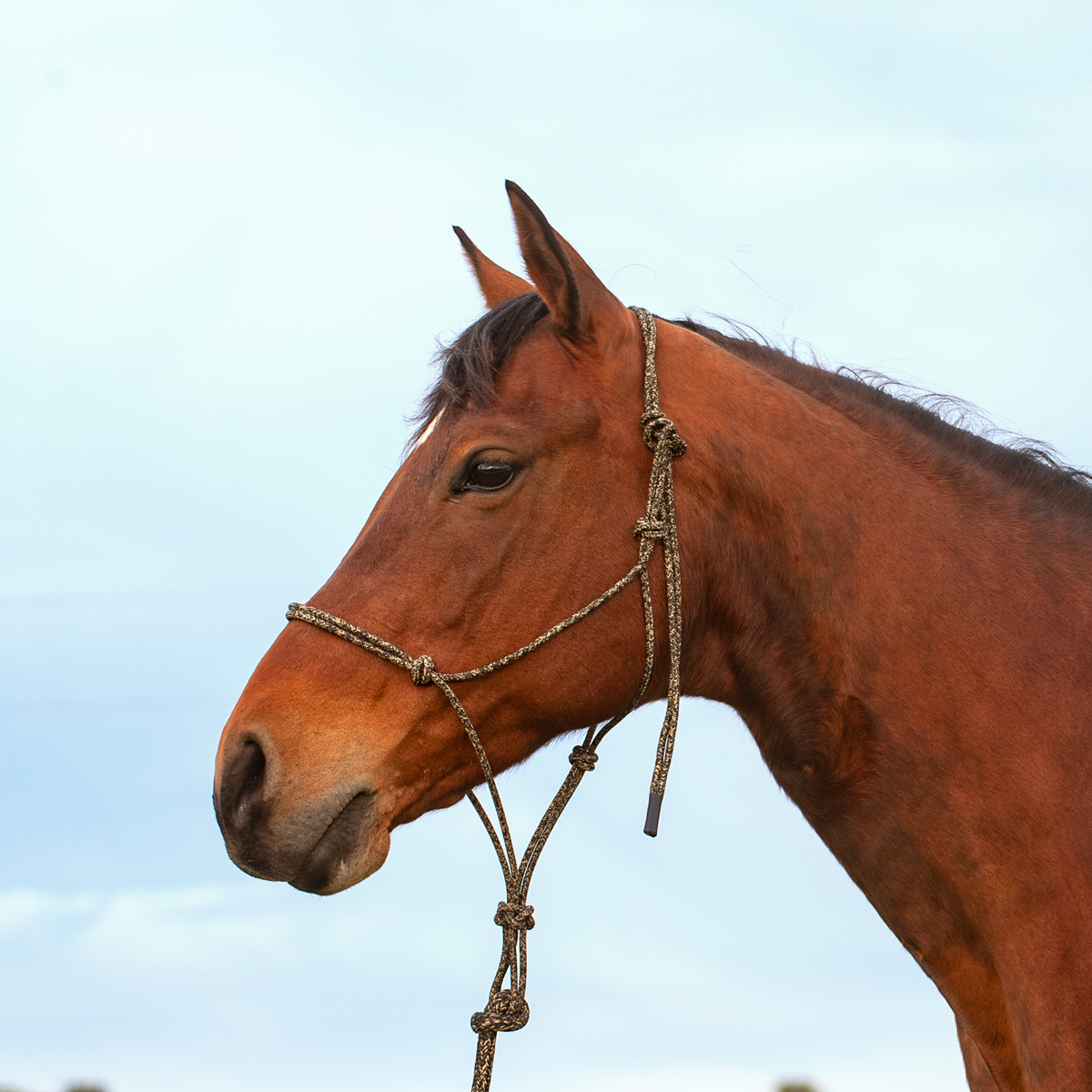 Classic Equine Premium Rope Halter
