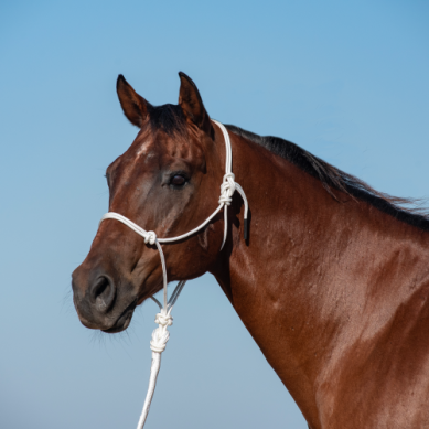 Classic Equine Rope Halter and 9' Lead Rope