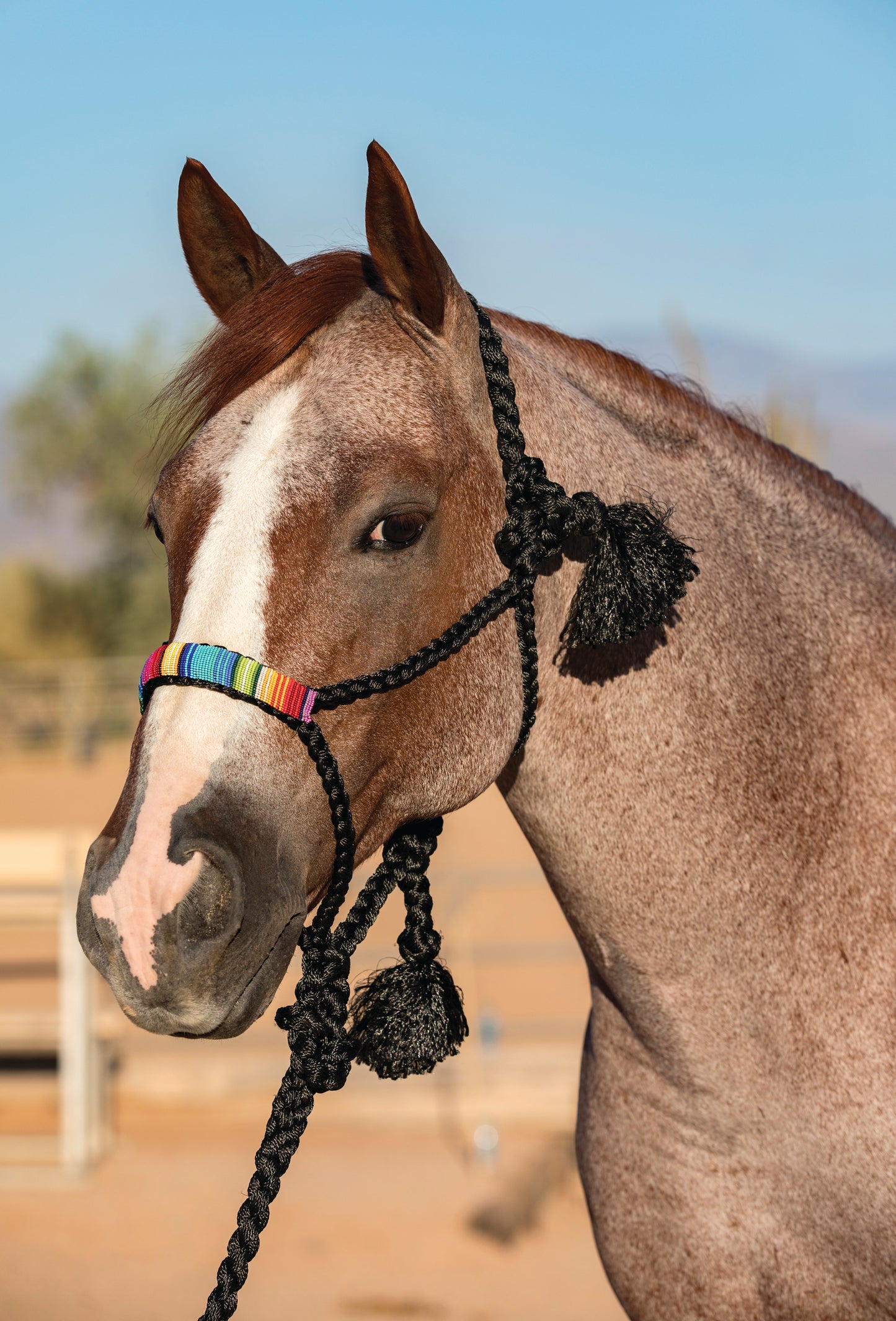 Professional's Choice Cowboy Braided Halter with 10' Lead