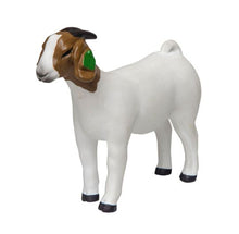 Load image into Gallery viewer, Little Buster Boer Doe Goat
