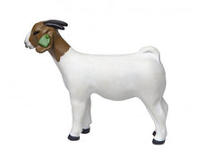 Load image into Gallery viewer, Little Buster Boer Doe Goat
