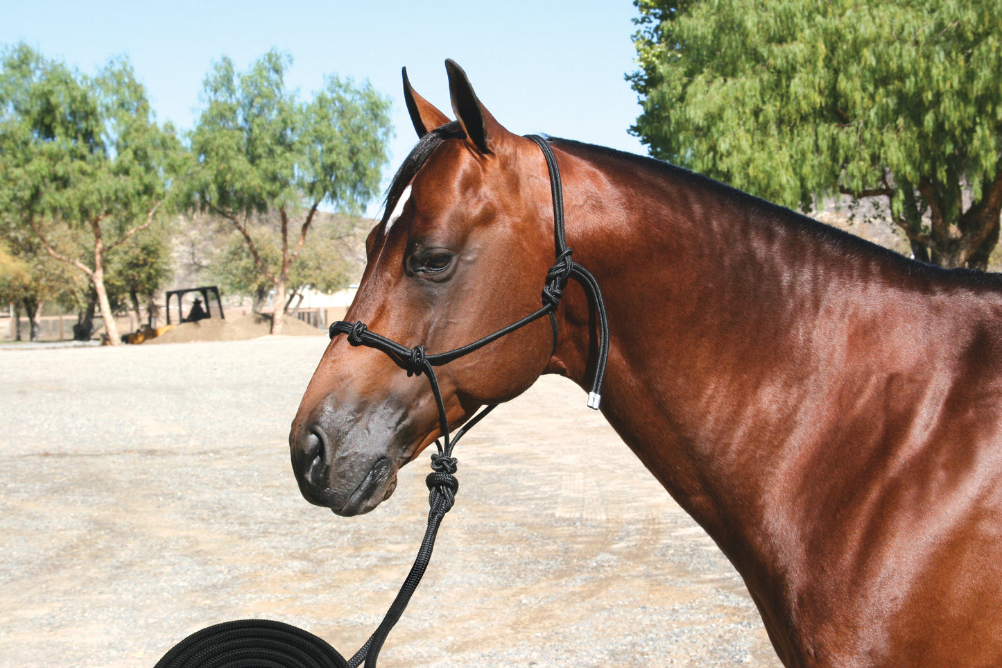 Professional's Choice Clinician Halter with 15' Nylon Lead