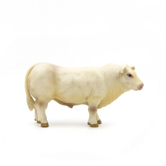 Little Buster Charolais Bull