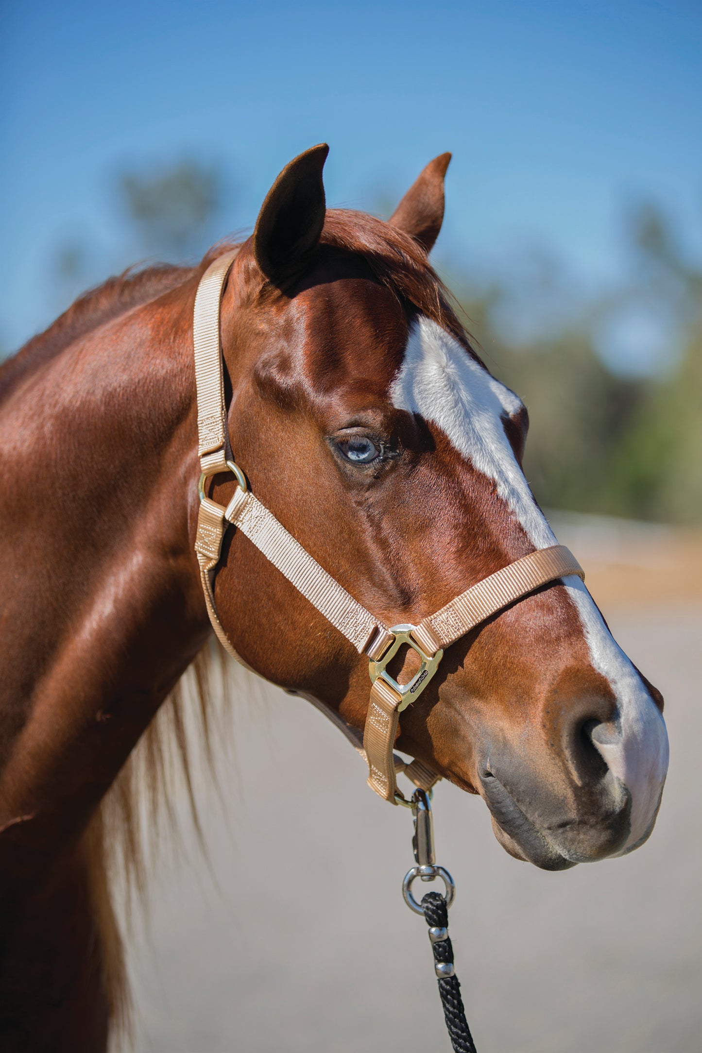 Professional's Choice Nylon Halter