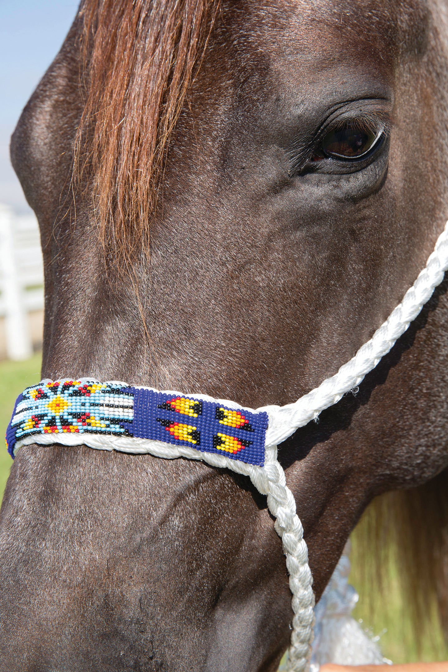 Professional's Choice Cowboy Braided Halter with 10' Lead