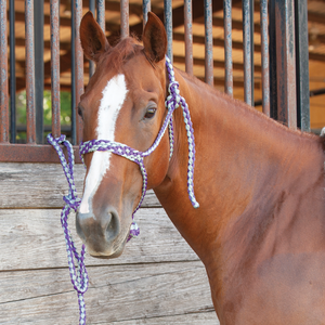 Classic Equine Colored Mule Tape Halter with Lead