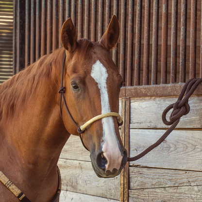 Classic Equine Braided Rawhide Rope Halter