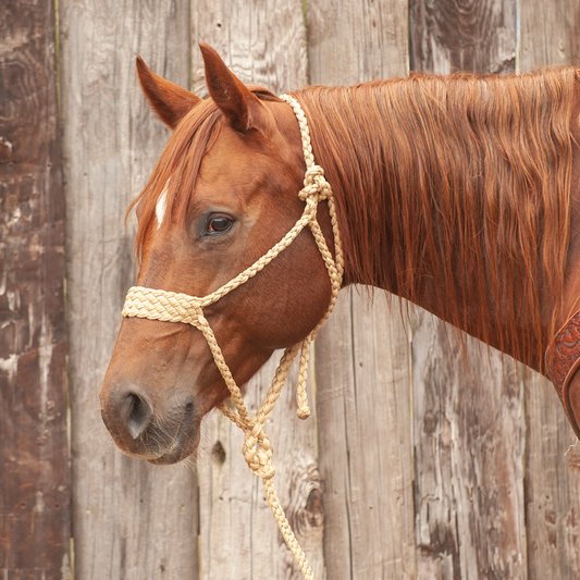 Classic Equine Wide Nose Mule Tape Halter with Lead