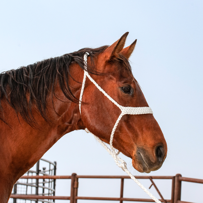 Classic Equine Colored Mule Tape Halter with Lead