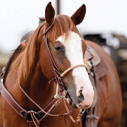 Professional's Choice Braided Rawhide Rope Noseband