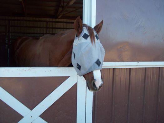 PHT MagnaCu Fly Mask