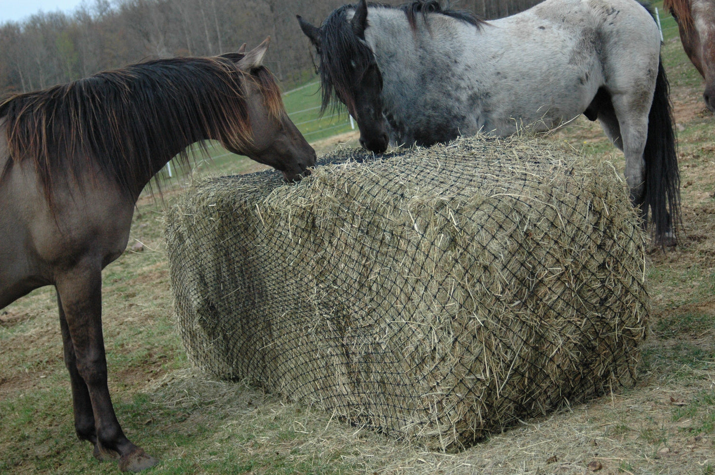 Hay Chix Large Bale Net - 6'