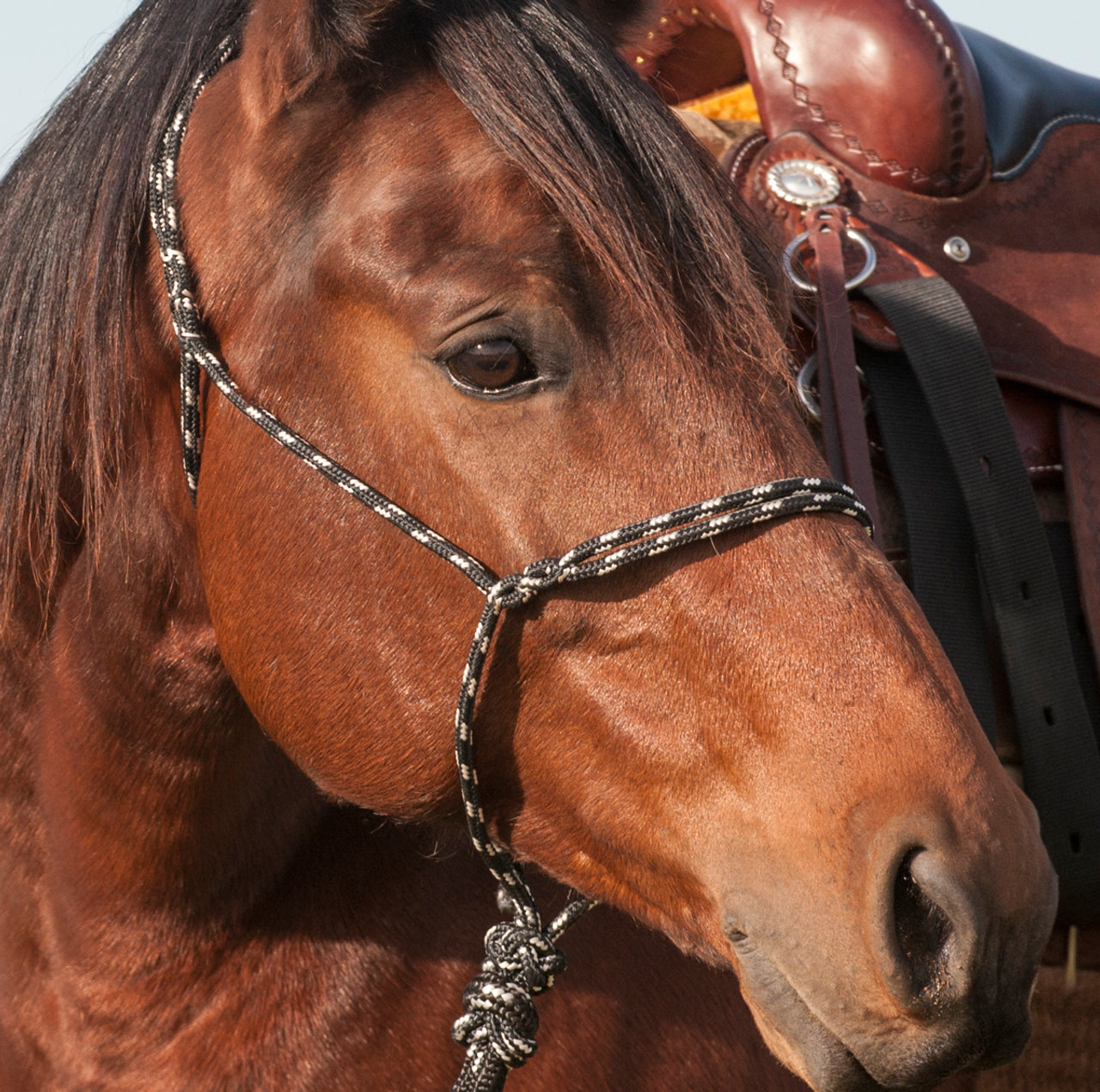 Cashel Knotless Halter