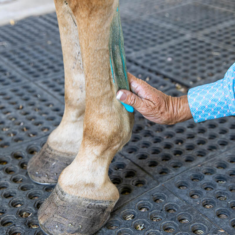 Vetericyn Equine Mobility Liniment